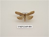 藏品(黃緣灰苔蛾)的圖片